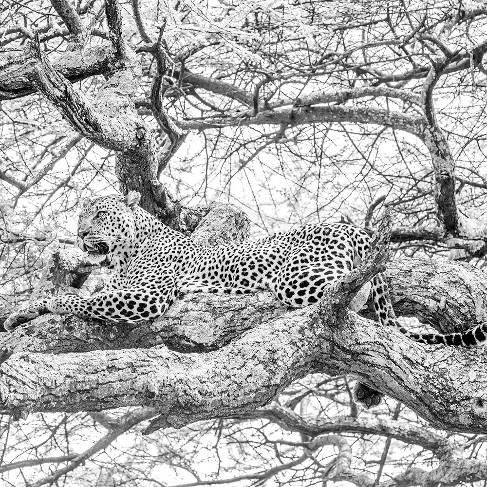 Leopardo