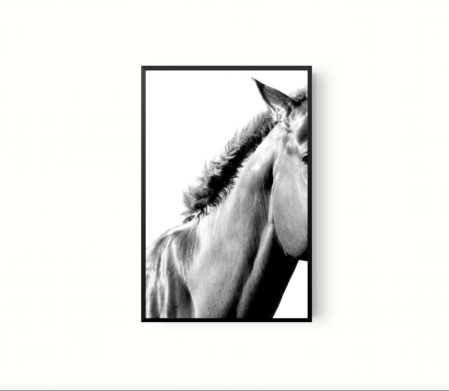 Equino