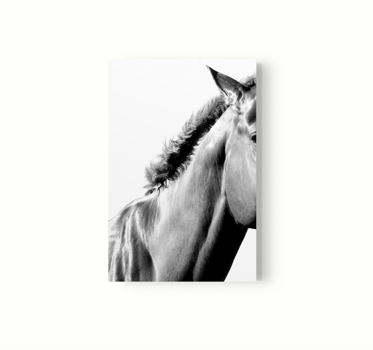 Equino