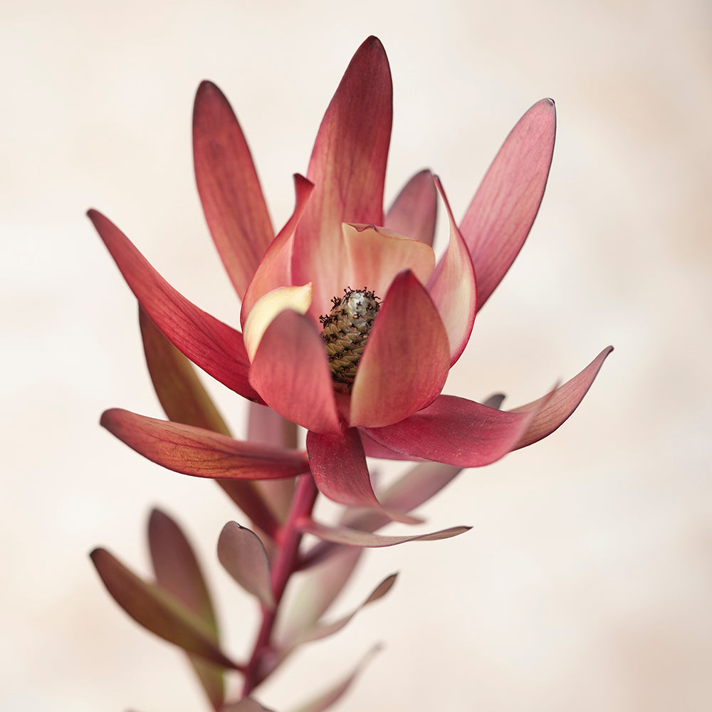 Botanica III