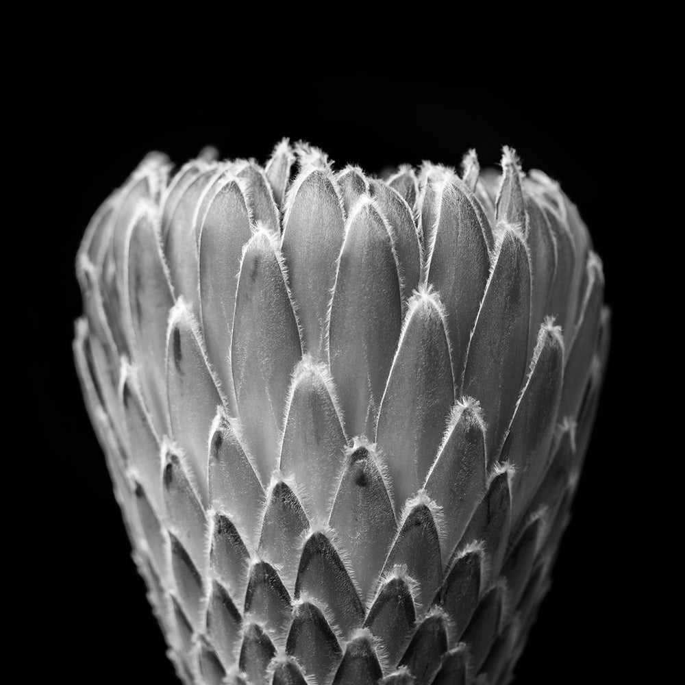 Silueta I