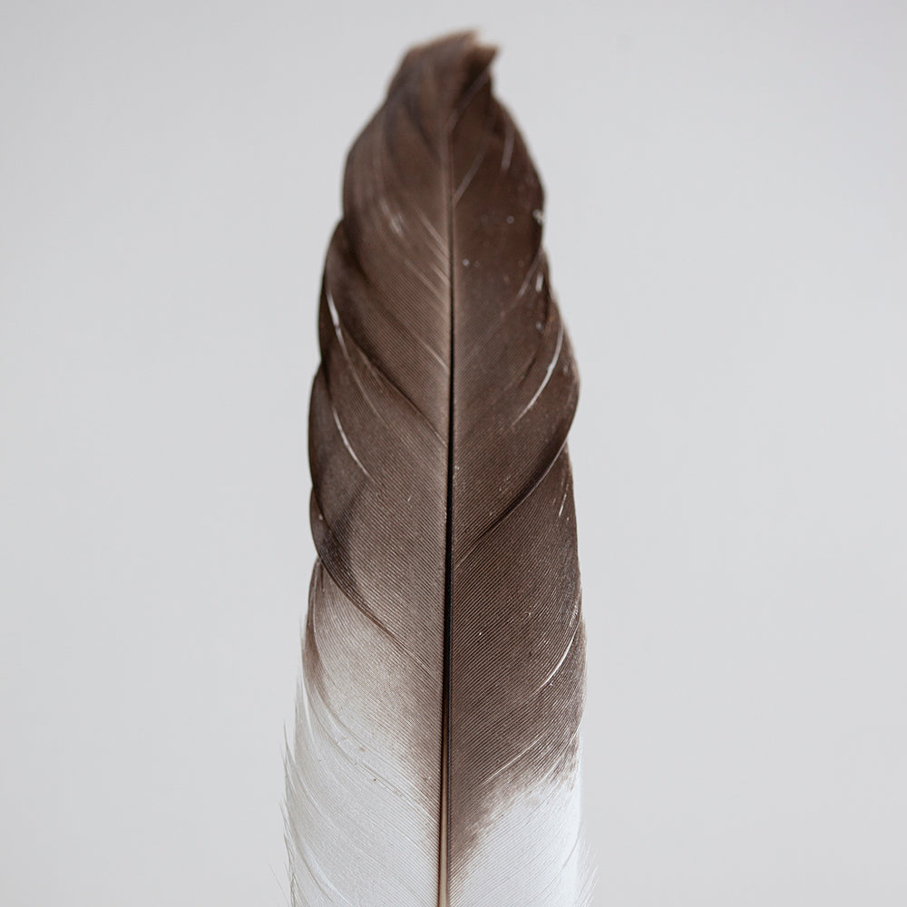 Estudio Pluma III