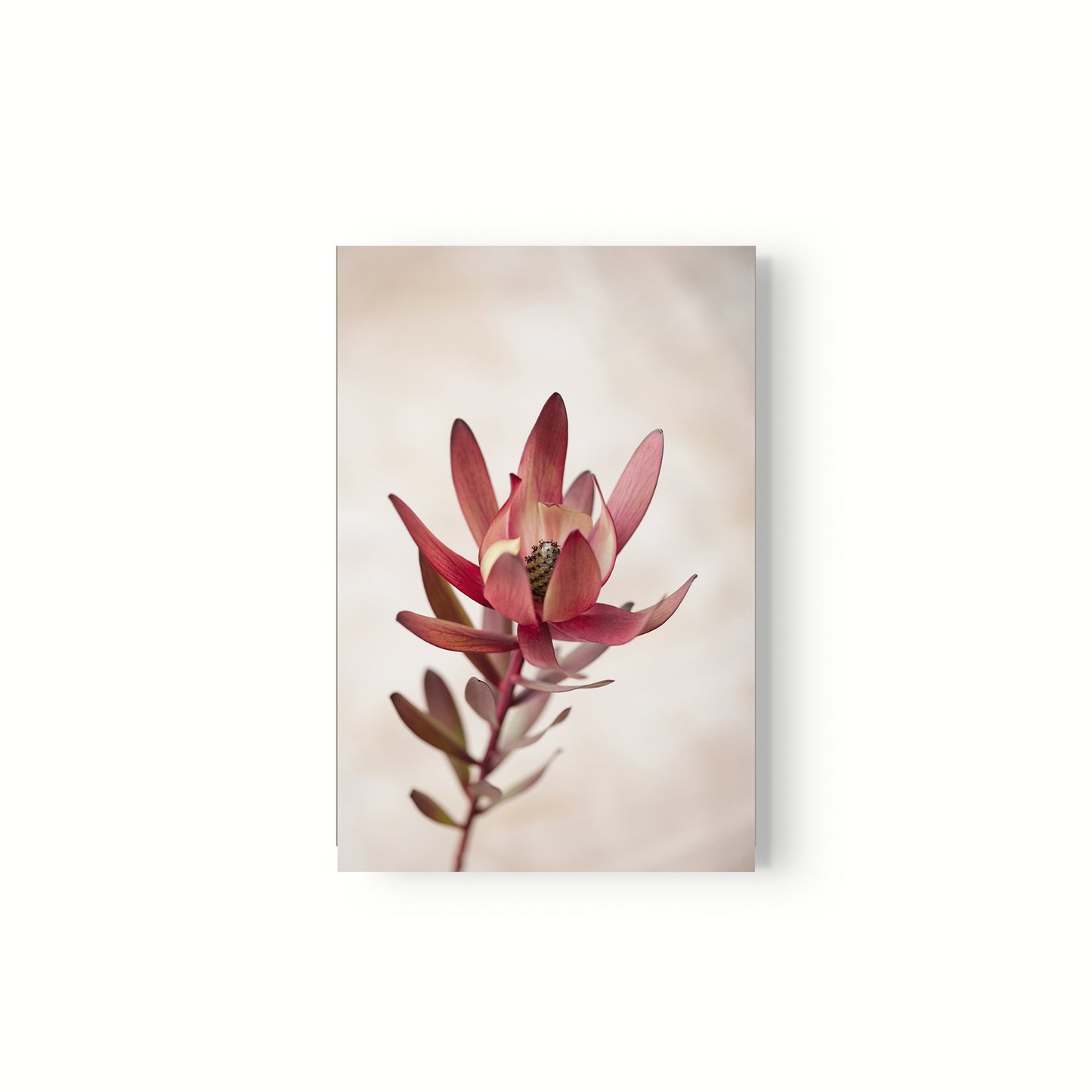 Botanica III