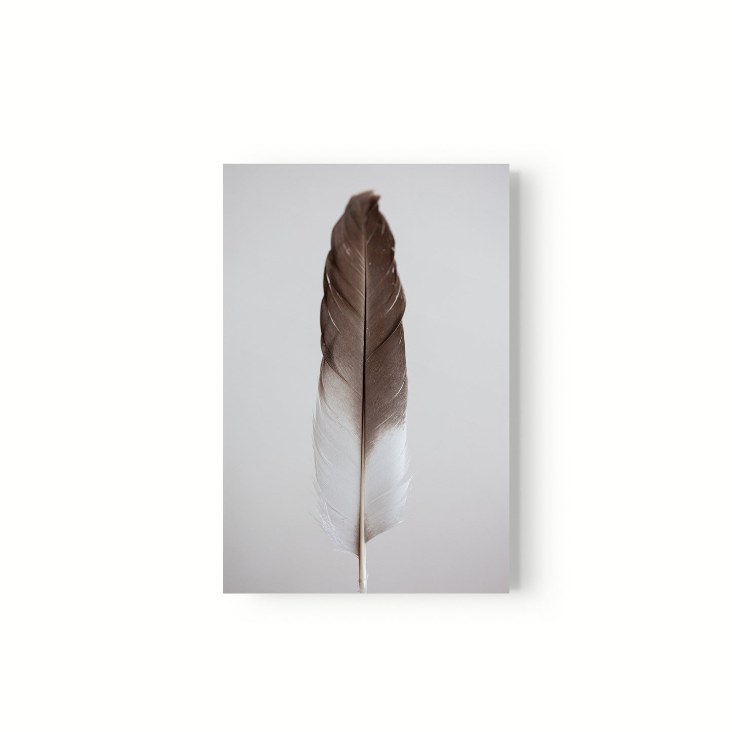 Estudio Pluma III