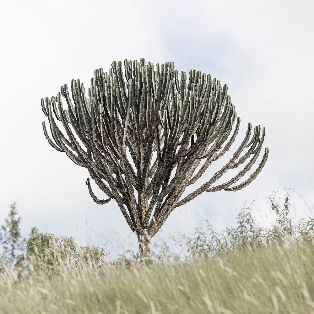 Euphorbia