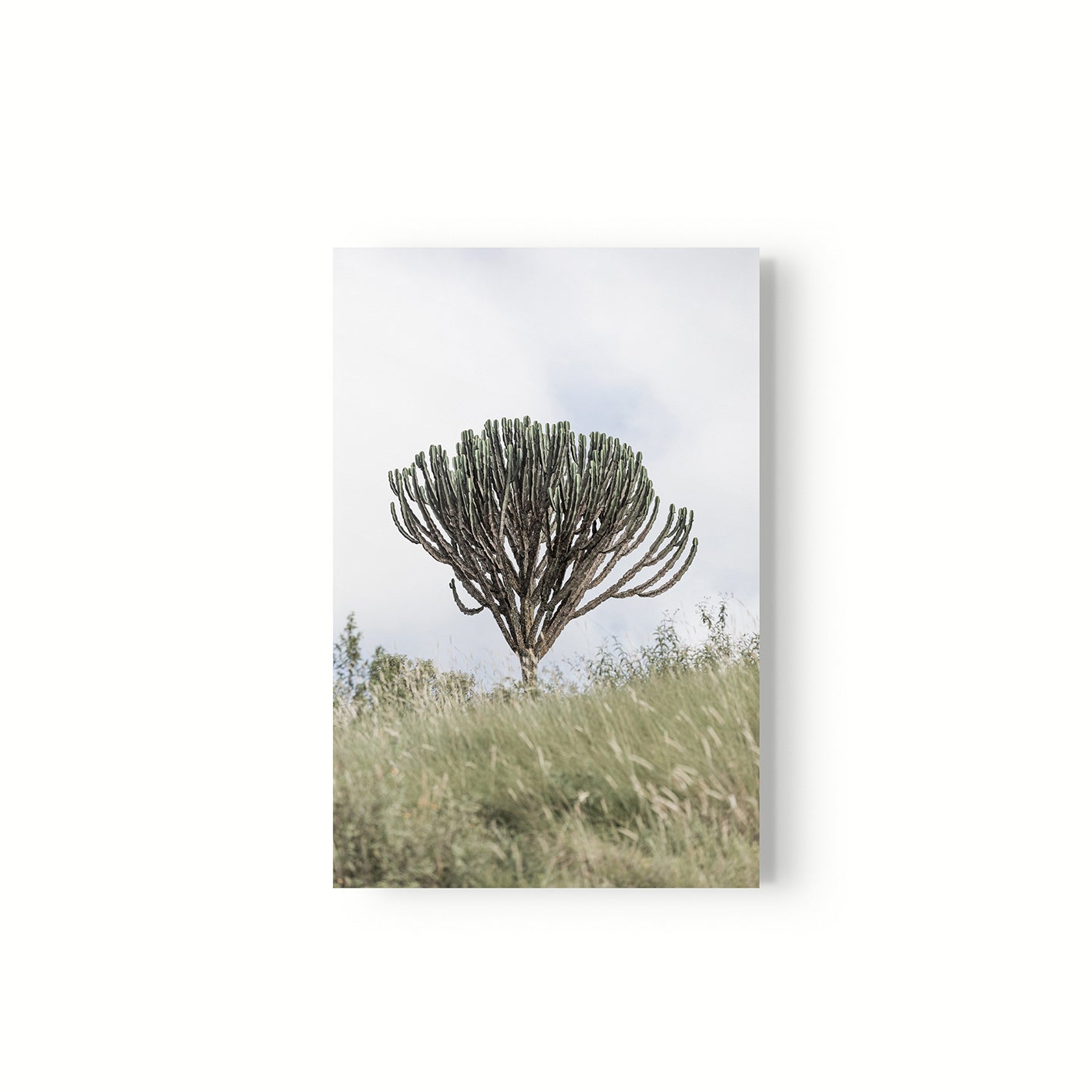 Euphorbia