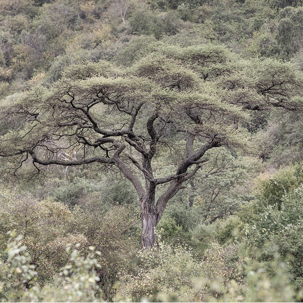 La Selva
