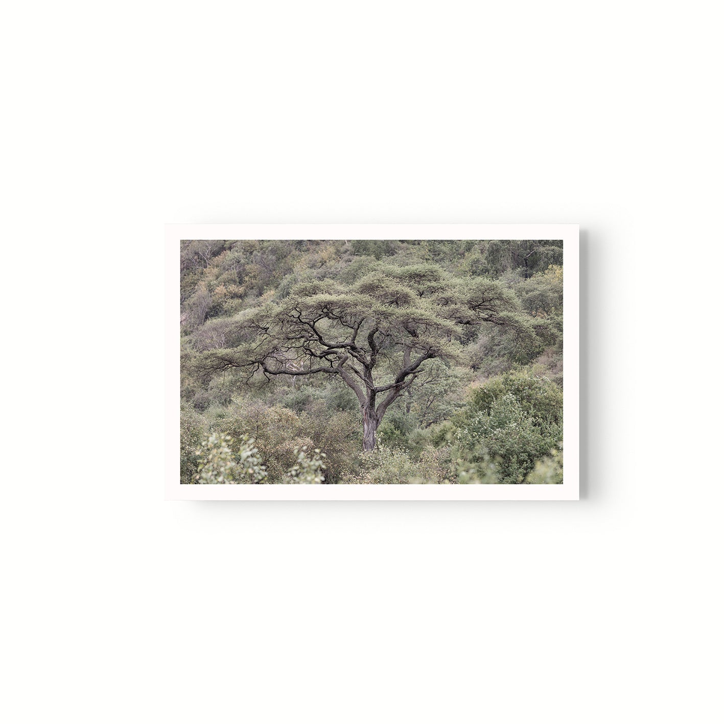 La Selva