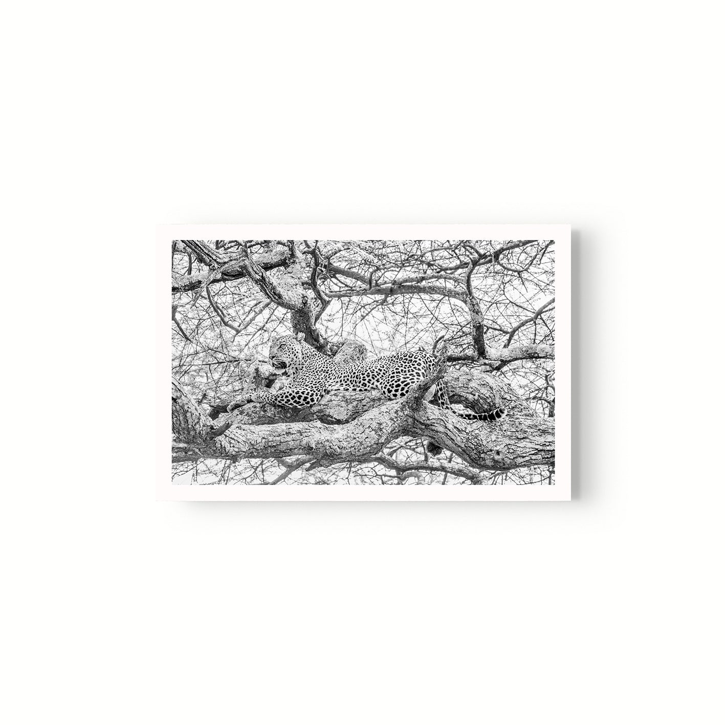 Leopardo