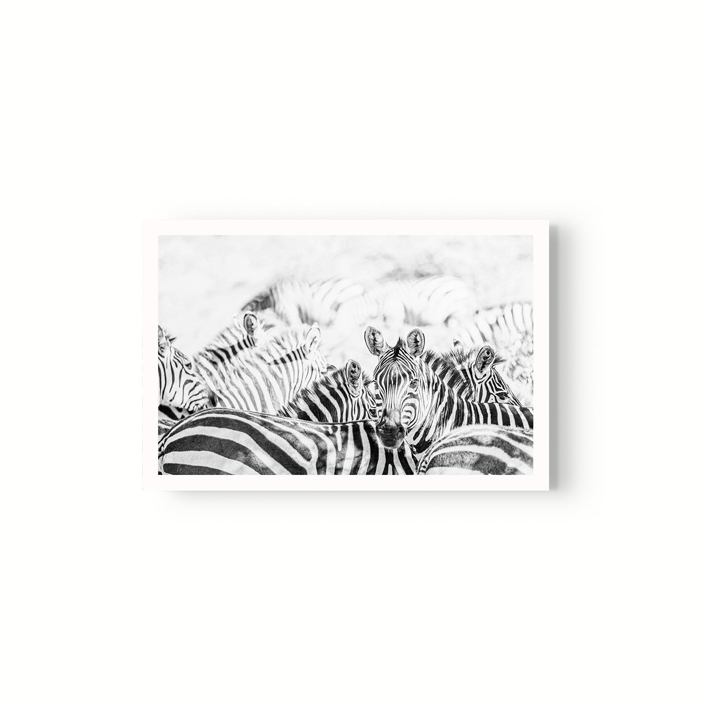 Manada Zebras