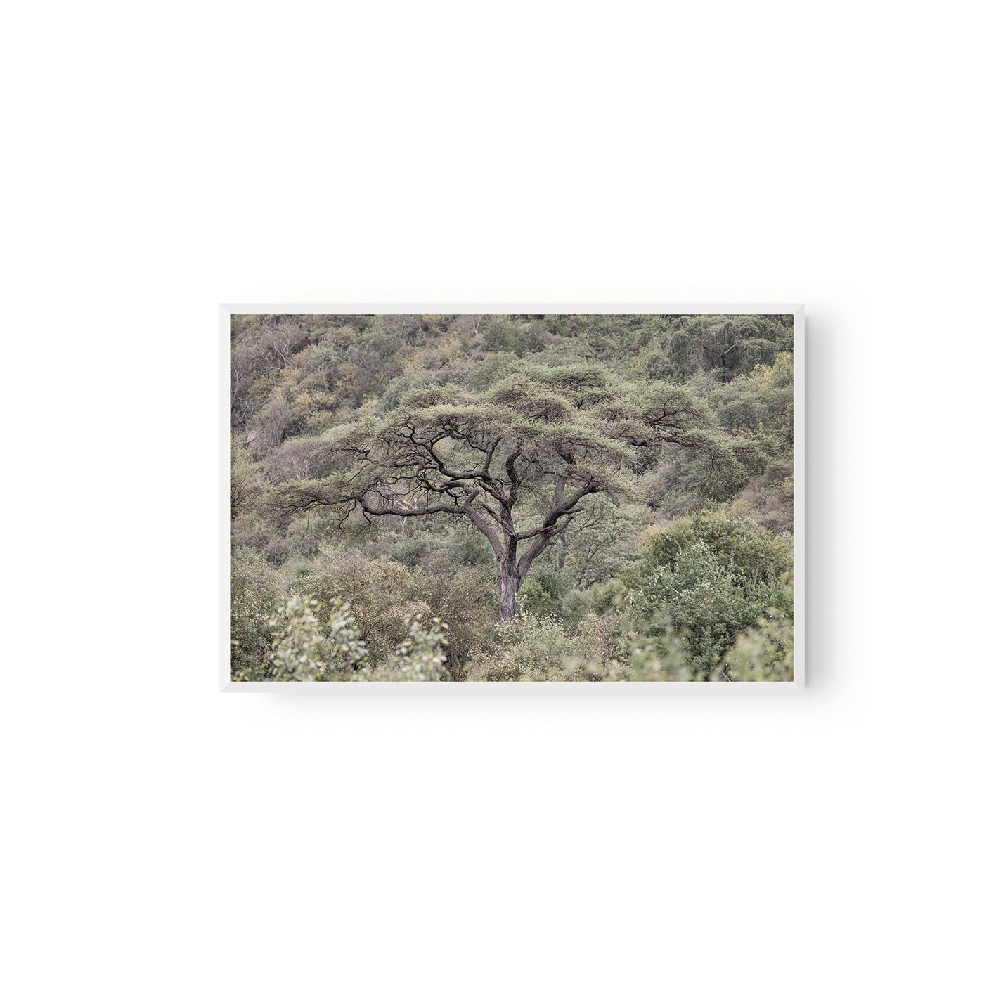 La Selva
