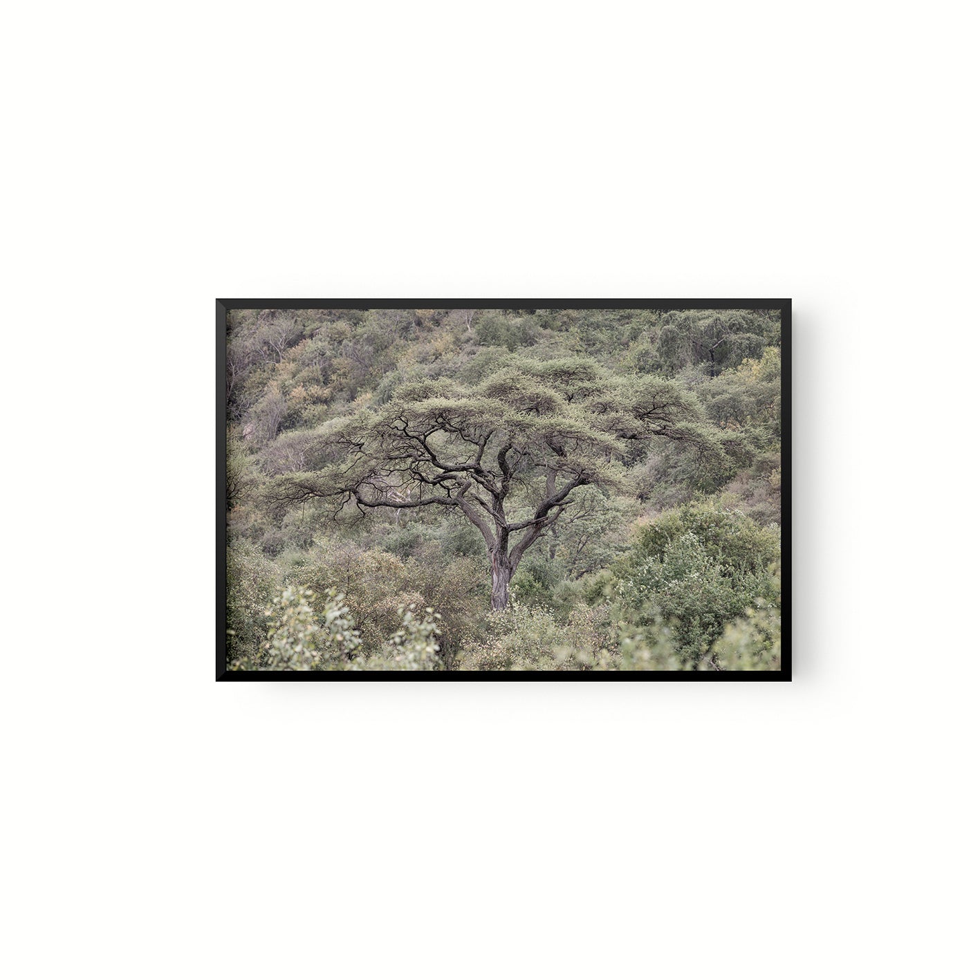 La Selva
