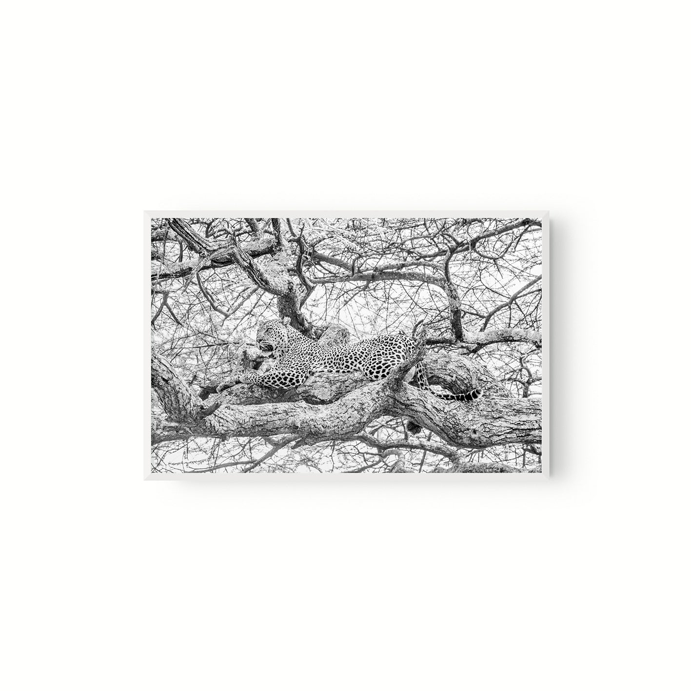 Leopardo