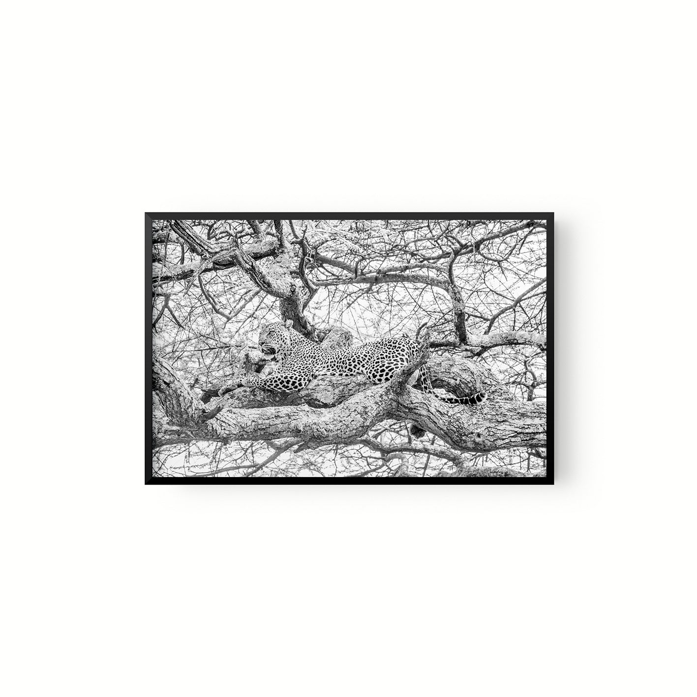 Leopardo