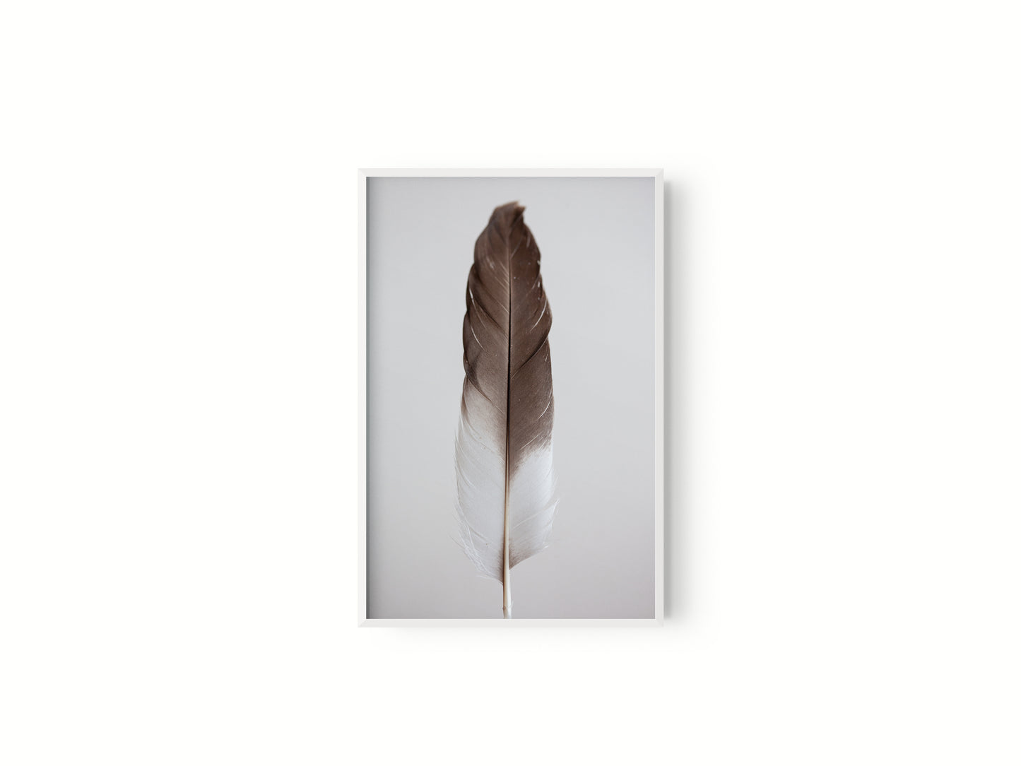 Estudio Pluma III