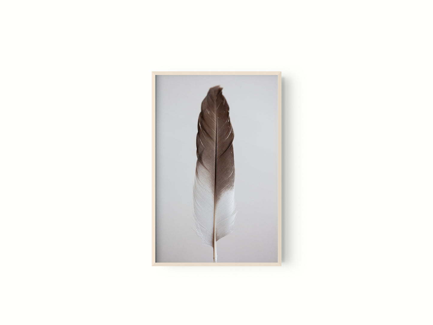 Estudio Pluma III