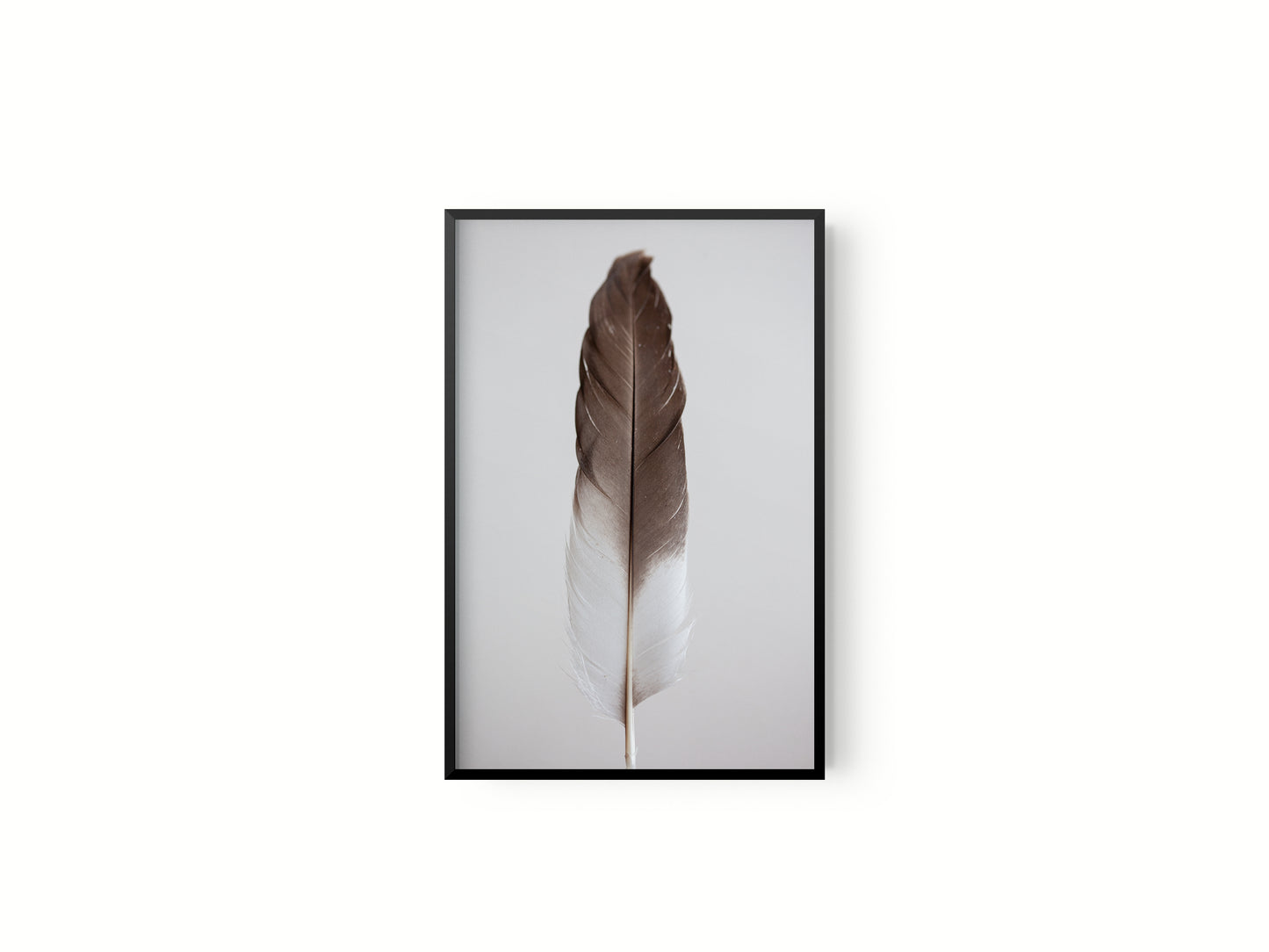 Estudio Pluma III