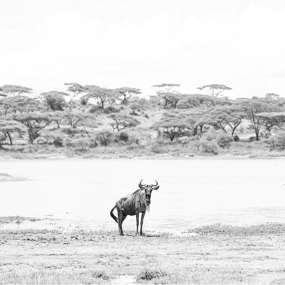 Ñu Solitario