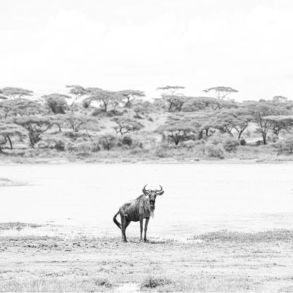 Ñu Solitario
