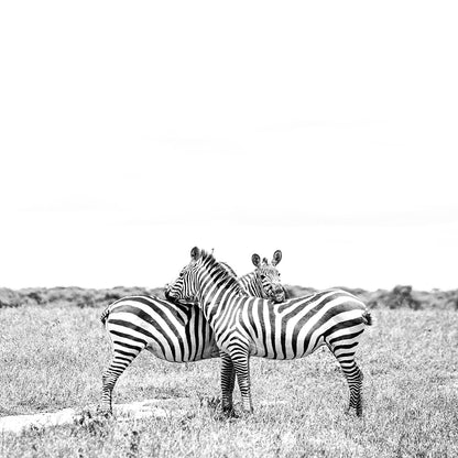 Abrazo Zebra