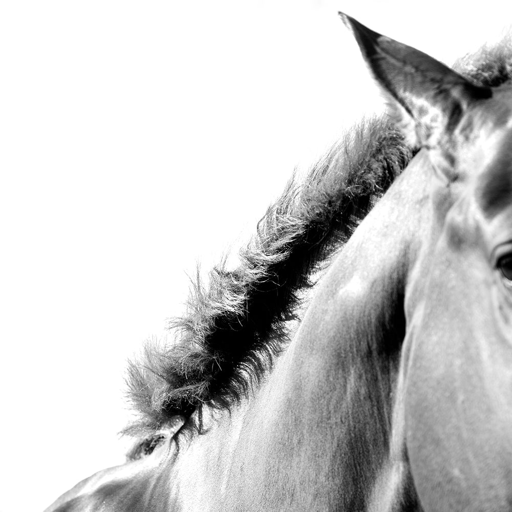 Equino