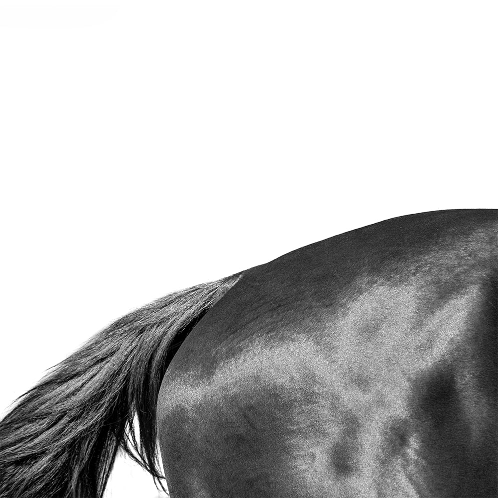 Estudio Caballo II