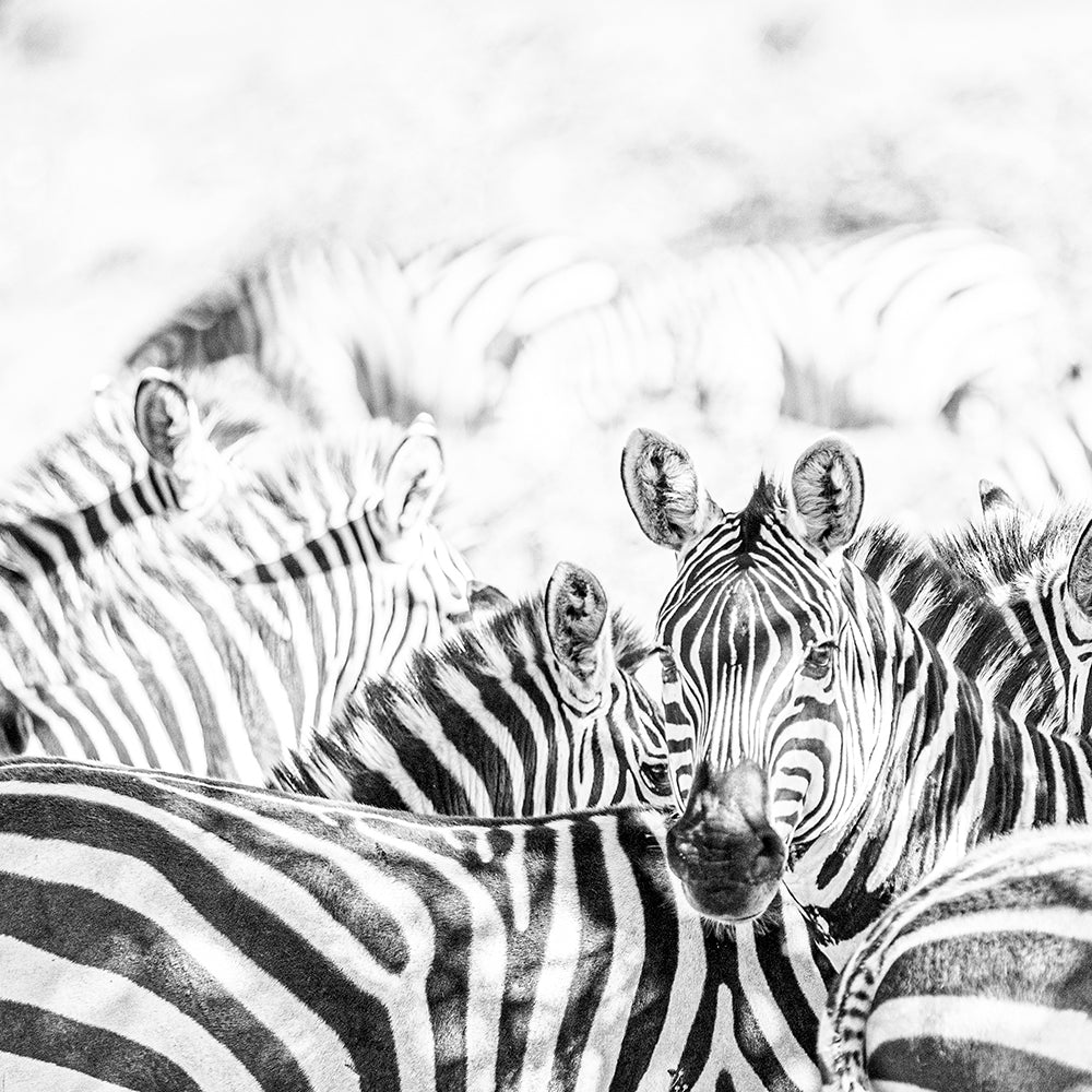 Manada Zebras