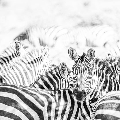 Manada Zebras