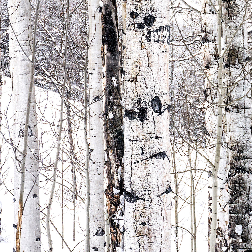 Aspen I