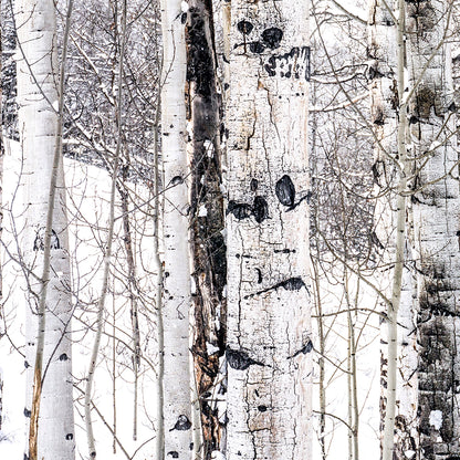 Aspen I