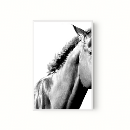 Equino