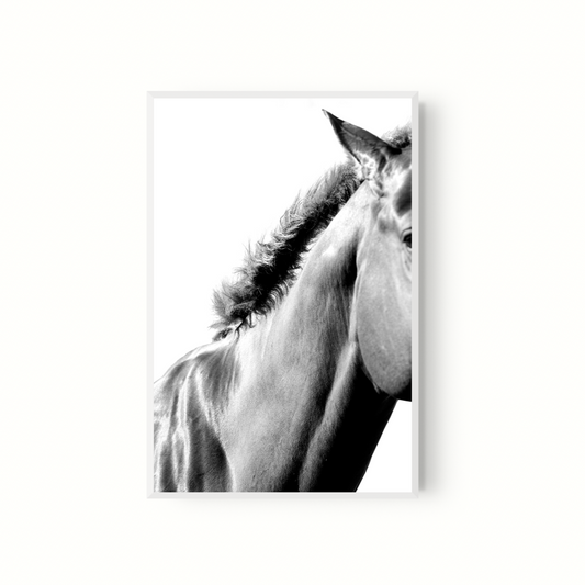 Equino