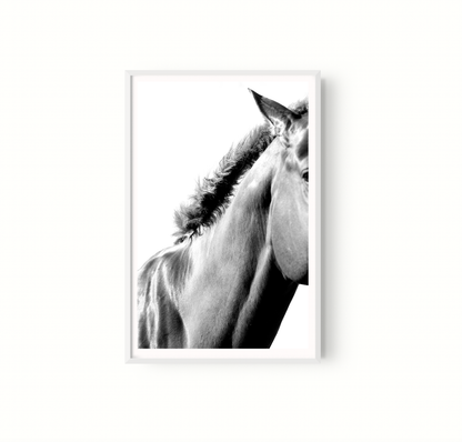 Equino