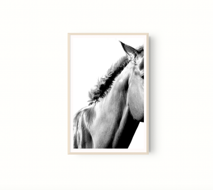 Equino