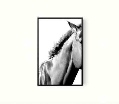 Equino
