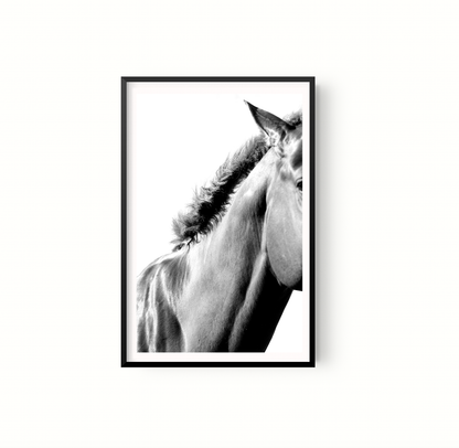 Equino