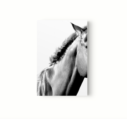 Equino
