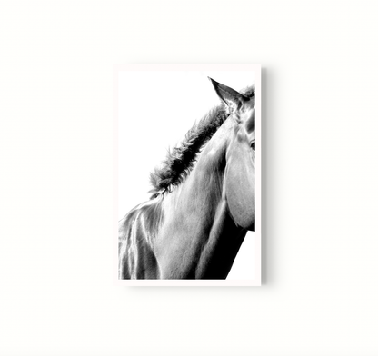 Equino