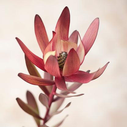 Botanica III