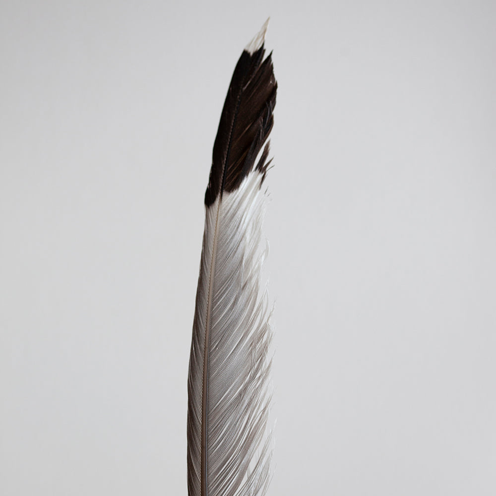 Estudio Pluma I