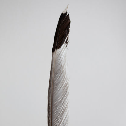 Estudio Pluma I