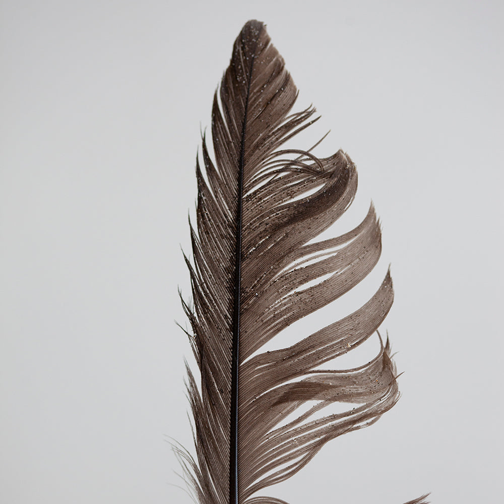 Estudio Pluma II