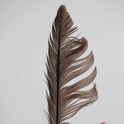 Estudio Pluma II