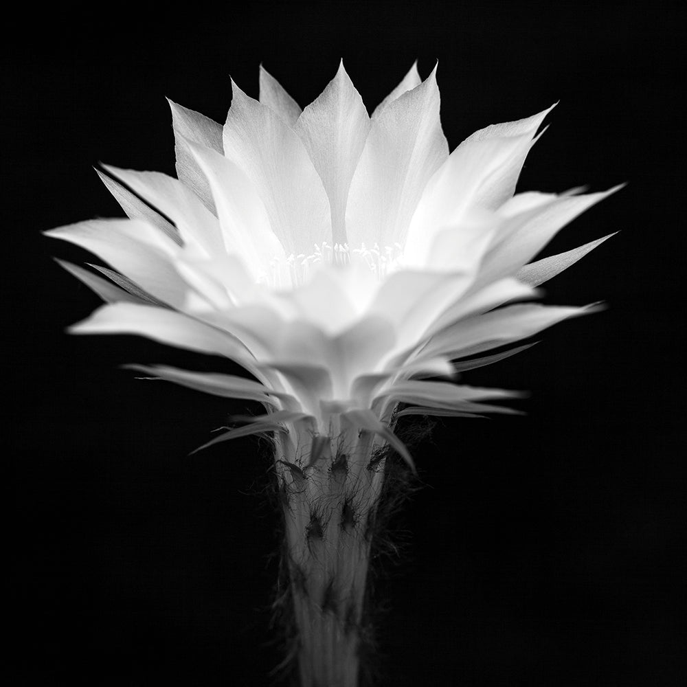 En flor