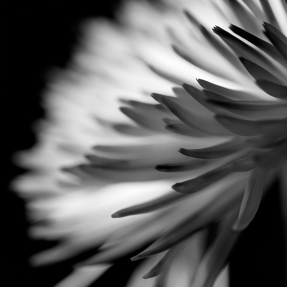 Negativo de flor