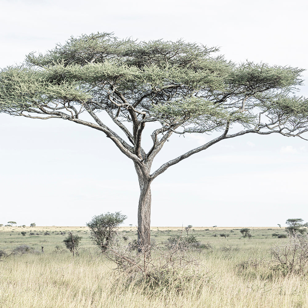 Acacia