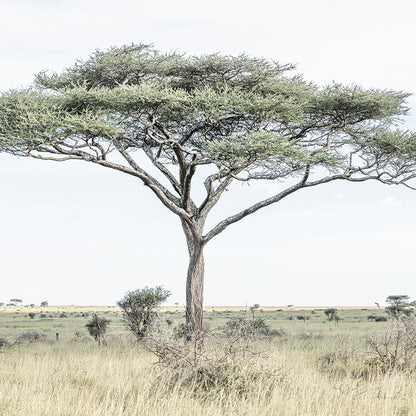 Acacia