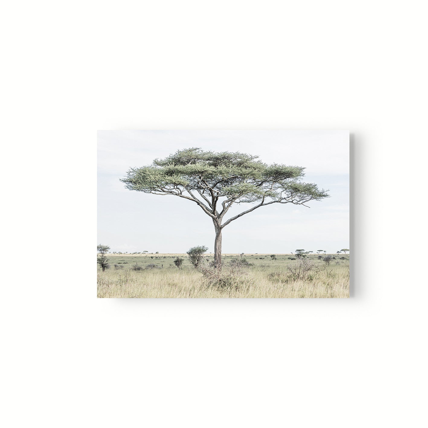 Acacia