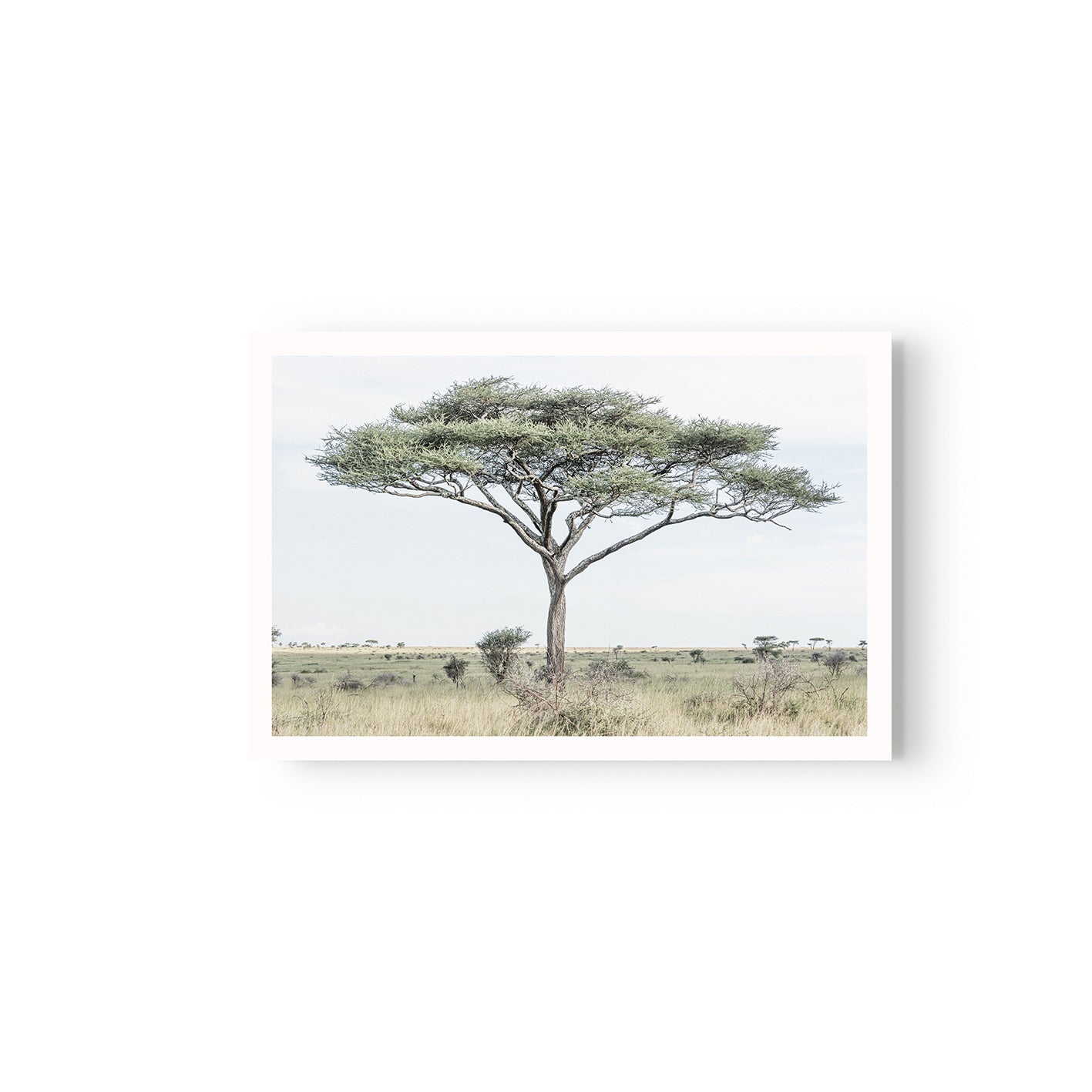 Acacia