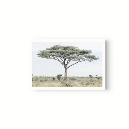 Acacia